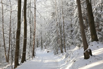 Wall Mural - Path through the forest on a sunny winter morning