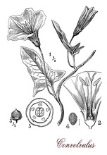 Convolvulus Flowering Plant, Botanical Vintage Engraving