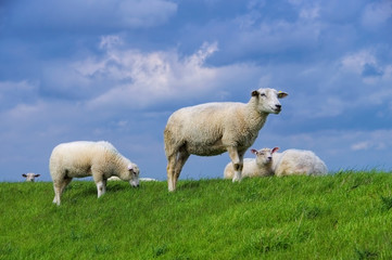 Wall Mural - Ostfriesland Schafe - Eastern Friesland sheeps 03