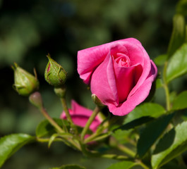 Flowers pink roses