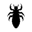 Silhouette of  head human louse. Pediculus humanus capitis. louse  silhouette isolated on white background. louse. Vector