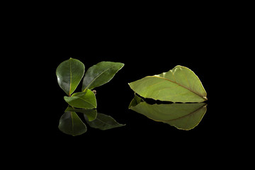 Wall Mural - Bay leaves isolated on black background.