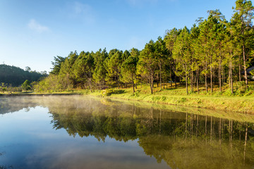 Wall Mural - beautiful morning view reflection of pine forest in lake and fog