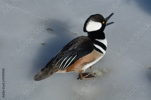 Fotografie, Obraz Hooded Merganser Duck drake quacking to protect his space from bigger ducks