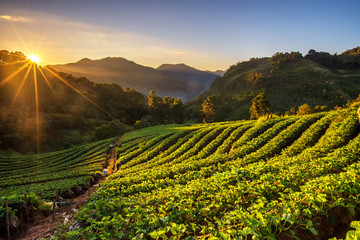 Wall Mural - sunrise at strawberry field at doi angkang , chiang mai , thaila
