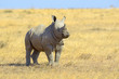 African white rhino