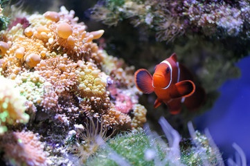 Canvas Print - Underwater scene