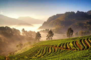 Wall Mural - sunrise at strawberry field at doi angkang