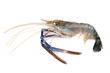  Fresh shrimp,Giant freshwater prawn on white