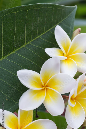 Fototapeta na wymiar white frangipani tropical flower, plumeria flower blooming