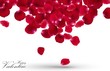 Valentines day with rose petals on white background