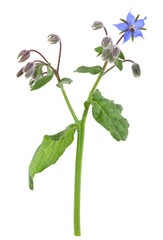 Wall Mural - Borage, Borago officinalis isolated on white background