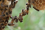 api costruiscono favo