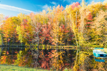 Poster - Autumnal landscape. Leaves and trees background, red foliage