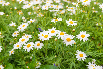 Daisy flower feild in daylight