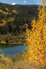 Colorado's Aspen Trees