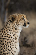 Gepard in der Steppe; Acinonyx jubatus; Portrait
