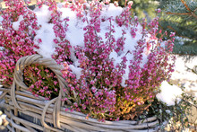 Heather With Snow  In Basket Outdoors 