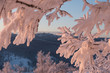 © ilyaska - Winter forest under heavy snow on a sunset