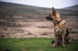 German shepherd security dog looking