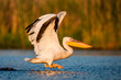 Starting white pelican (Romania, the Danube Delta)
