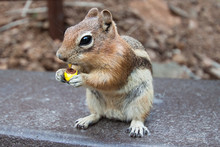 Chipmunk Eating A Chocolate Candy