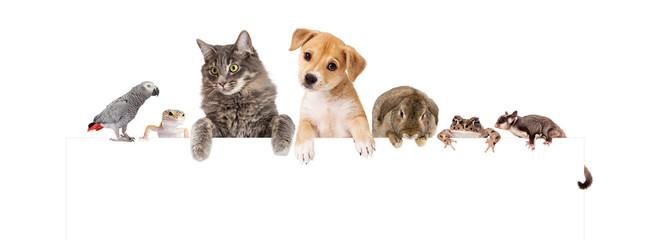 Wall Mural - Group of Domestic Pets Over White Banner