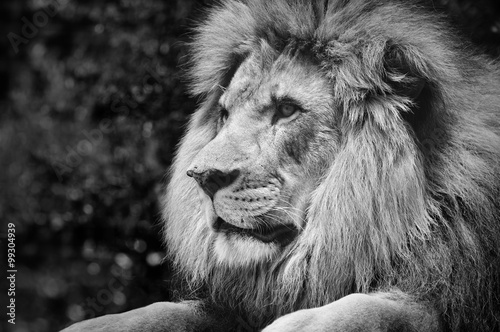Fort contraste noir et blanc d'un lion mâle dans une pose royale Poster Mural XXL