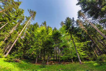 Wall Mural - dreamy forest. fresh green trees in the beautiful mountain wood