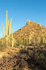 Canvas Print - Saguaro National Park