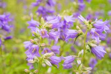 Flowers Purple Bell. Campanula in  the Garden