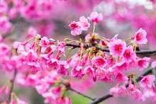 Wild Himalayan Cherry Flower (Prunus Cerasoides)