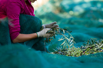 olive picking