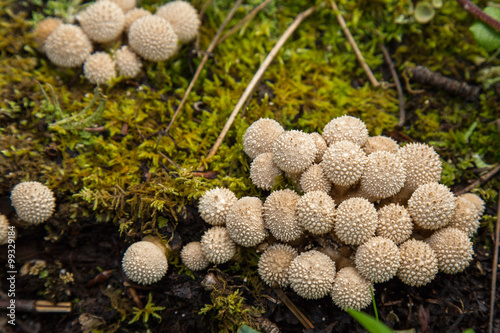 Fotografie, Obraz Single Spiney puffball mushroom fungi in undergrowth Alaska