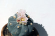 Peyote cactus with flowers and a pink fruit with seeds at the same time 