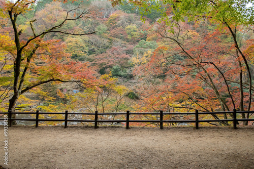 Obraz w ramie Beautiful autumn at Korankei