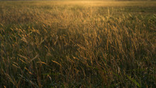 Wild Grass Under The Sun Light Vintage Look