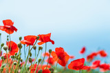 Fototapeta Kwiaty - Beautiful red poppy flowers.