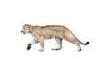cougar isolated over a white background