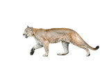 Fototapeta Konie - cougar isolated over a white background