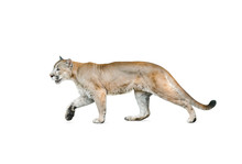 Cougar Isolated Over A White Background
