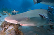 A close up of a shark with remora fish.