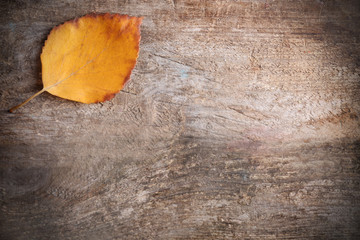  Autumn leaf on wooden background