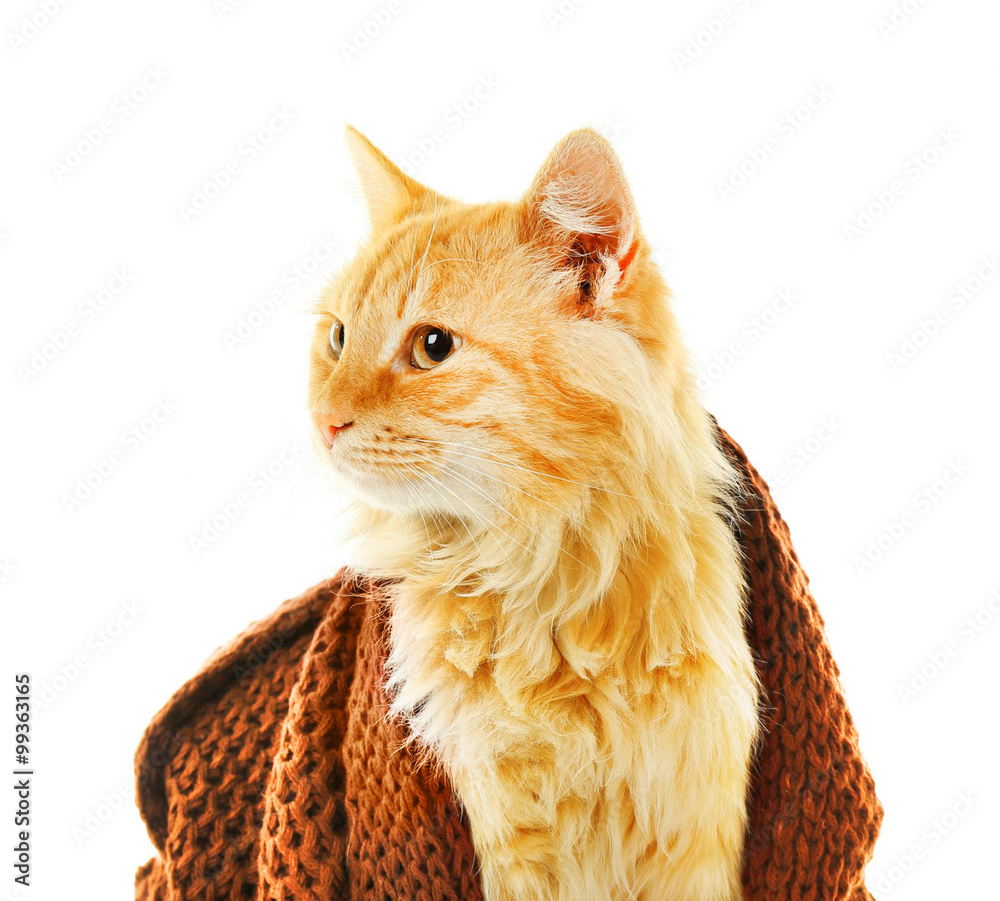 Red cat in maroon knitted scarf isolated on white background