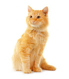 Fototapeta Koty - Cute red cat isolated on white background