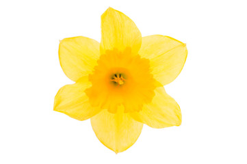 Canvas Print - daffodil yellow flower