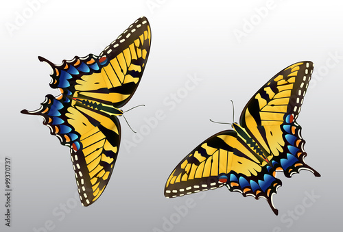Cuadros en Lienzo Butterfly Clip Art - Species: Tiger Swallowtail - Vector Image