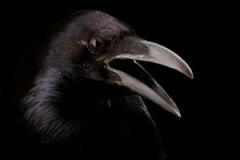 Black Crow In Black