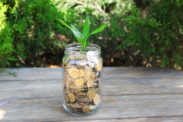 Wall Mural - Plant growing in coins outside