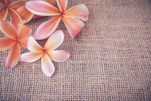 Fototapeta do kuchni Plumeria Frangipani flower copy space background, selective focus, toning